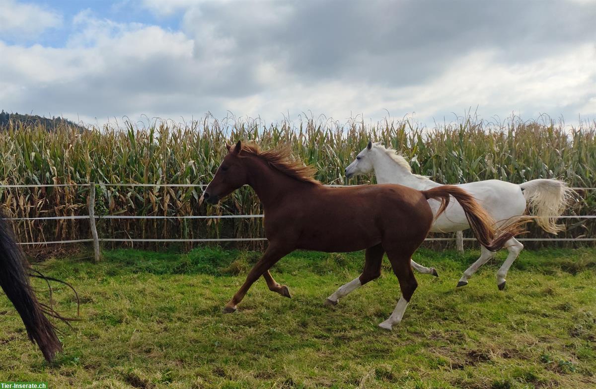 Bild 3: Schöner 6-jähriger Vollblutaraber Wallach zu verkaufen