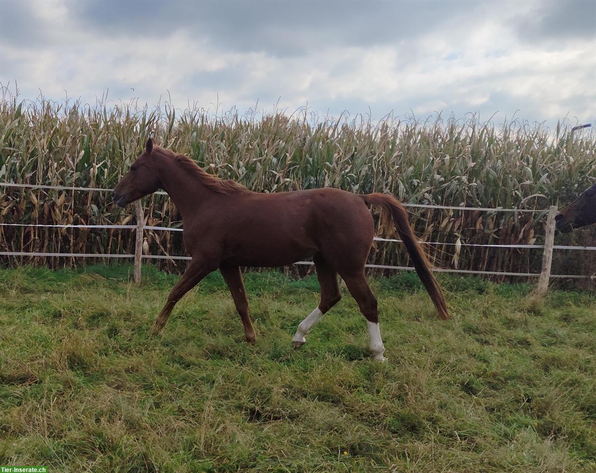 Bild 4: Schöner 6-jähriger Vollblutaraber Wallach zu verkaufen