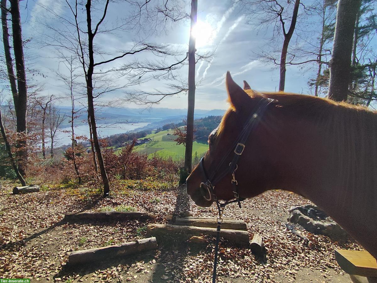 Bild 5: Schöner 6-jähriger Vollblutaraber Wallach zu verkaufen
