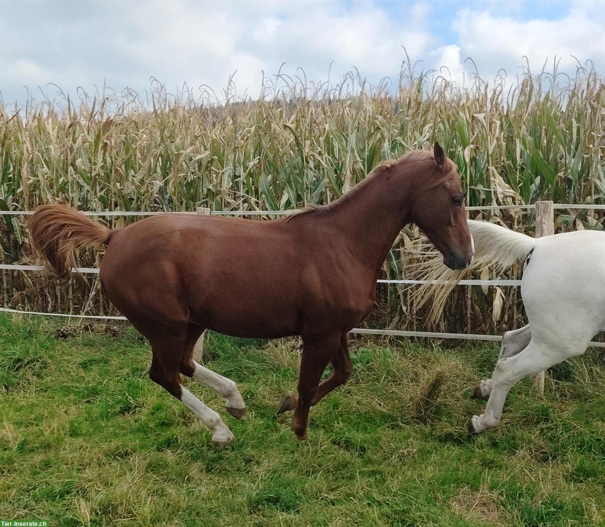 Bild 6: Schöner 6-jähriger Vollblutaraber Wallach zu verkaufen