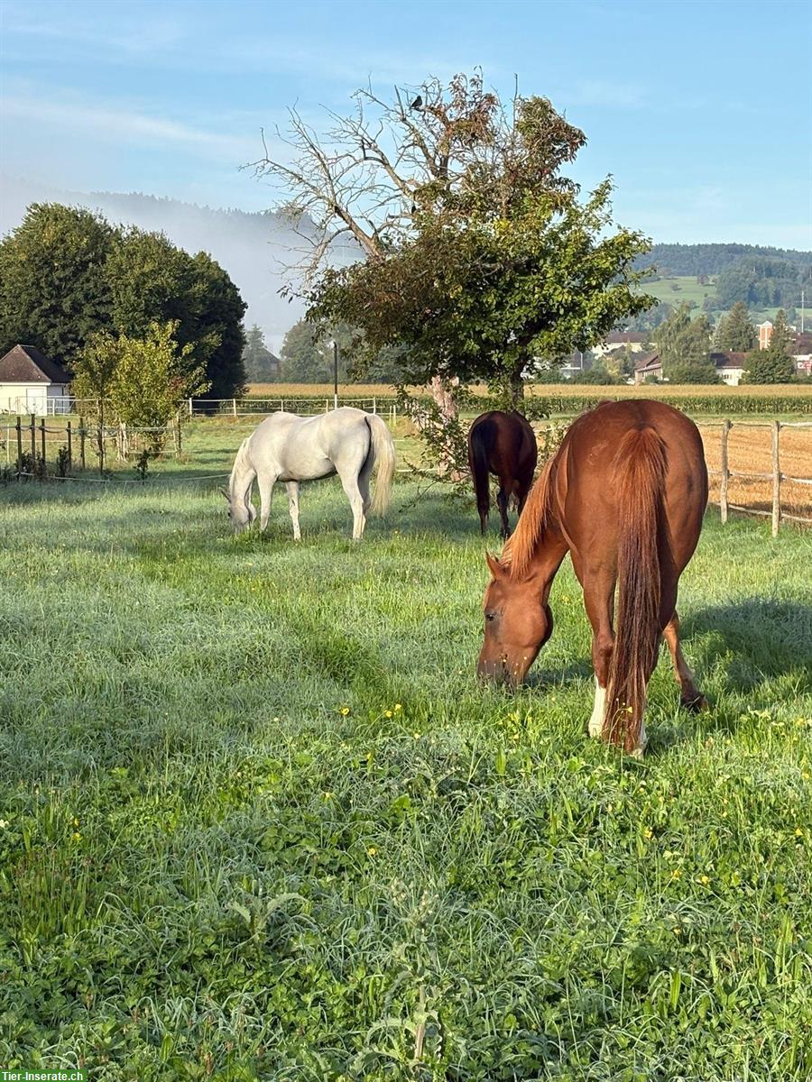 Bild 7: Schöner 6-jähriger Vollblutaraber Wallach zu verkaufen