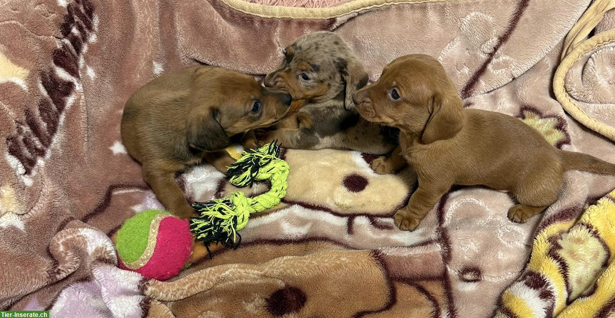 Zwergdackel Welpen, Rüde + Hündin