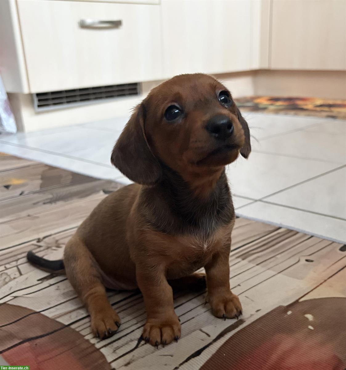 Bild 2: Zwergdackel Welpen, Rüde + Hündin