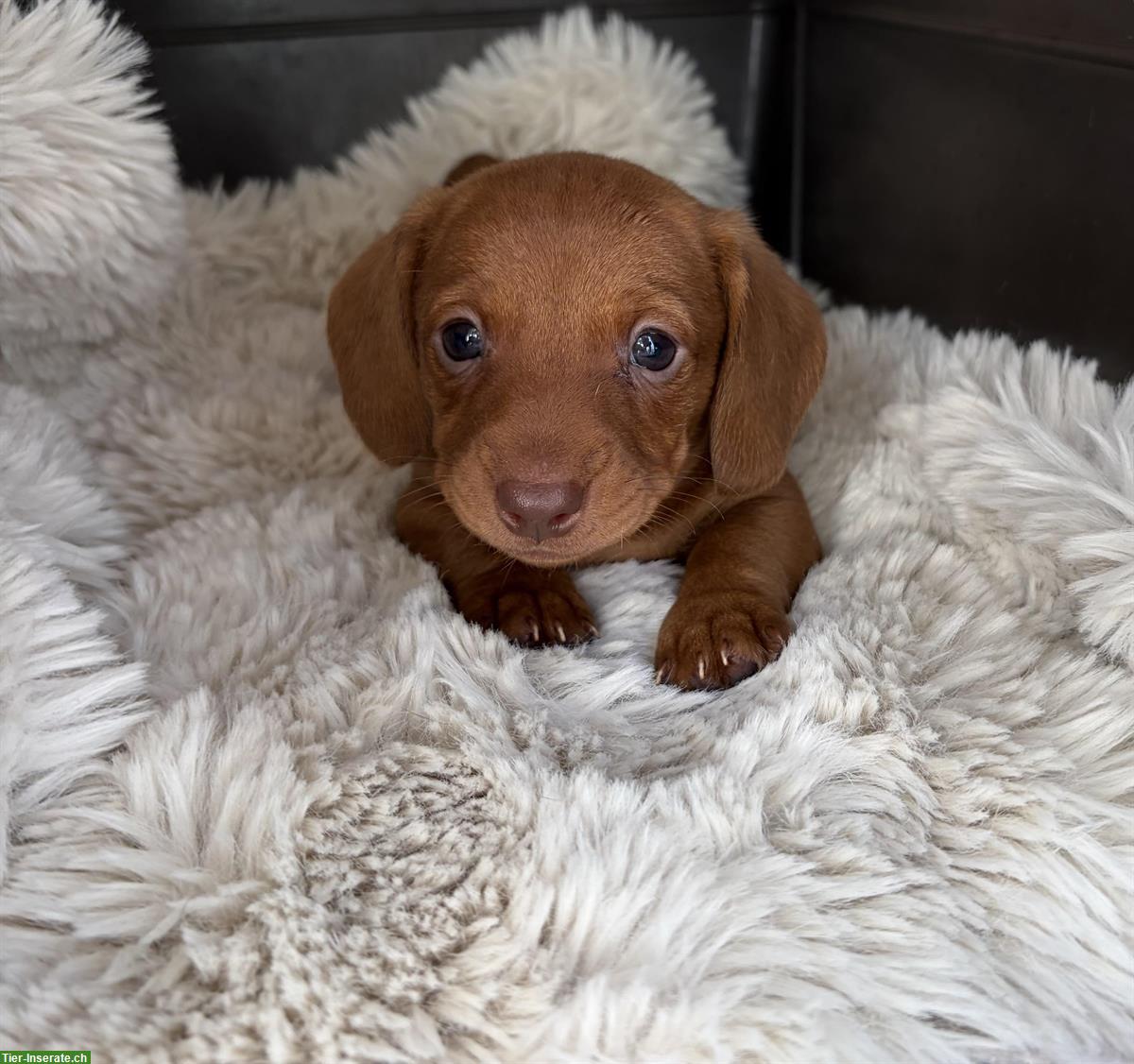 Bild 3: Zwergdackel Welpen, Rüde + Hündin