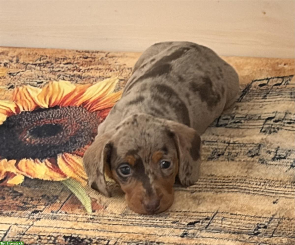 Bild 4: Zwergdackel Welpen, Rüde + Hündin