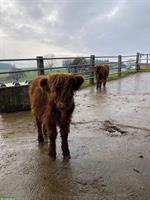 Schottische Hochlandrind Jungtiere, Kuhkalb
