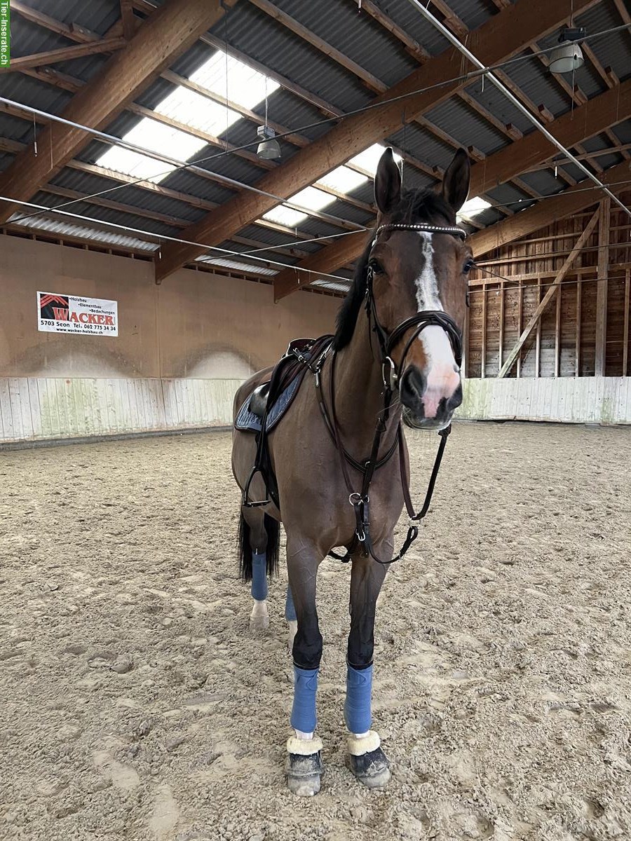 Reitbeteiligung / Pflegebeteiligung für Sportpferd in Dinhard ZH