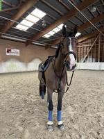 Reitbeteiligung / Pflegebeteiligung für Sportpferd in Dinhard ZH