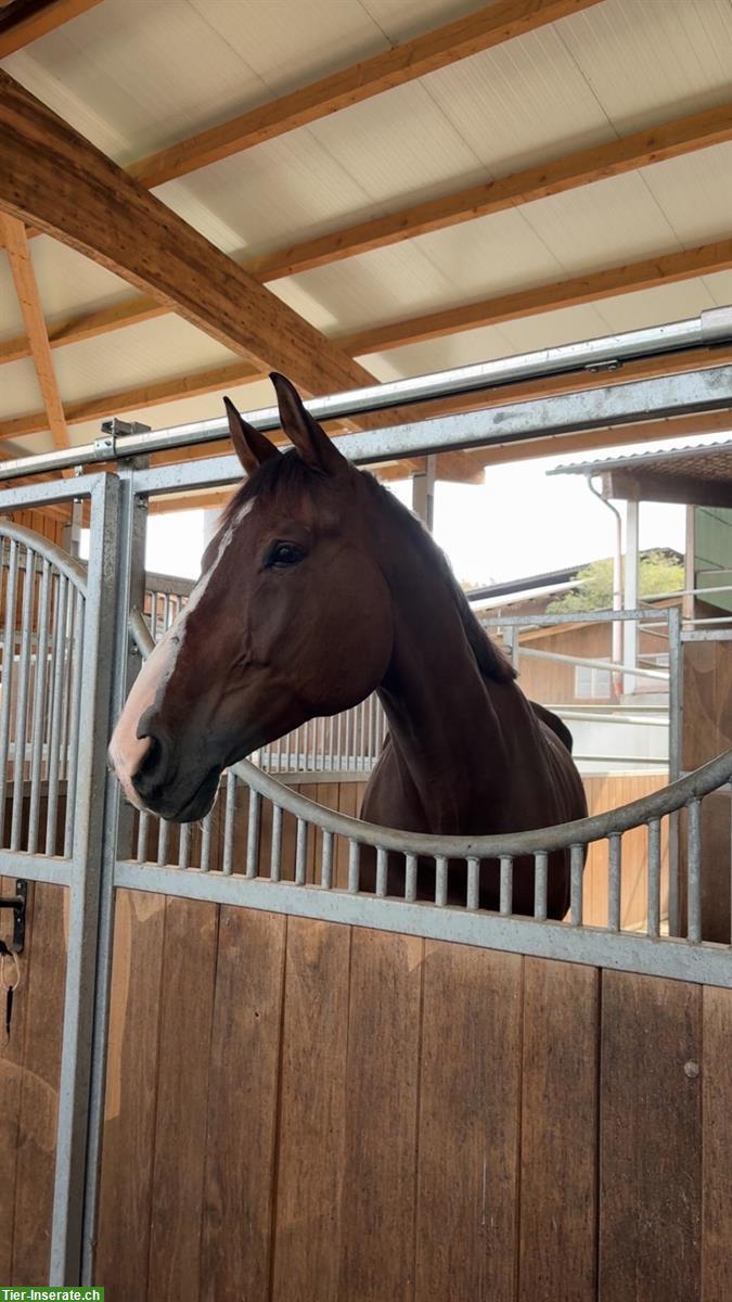 Bild 2: Reitbeteiligung / Pflegebeteiligung für Sportpferd in Dinhard ZH