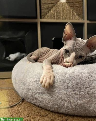 Junges Sphynx Kätzchen, weiblich zu verkaufen
