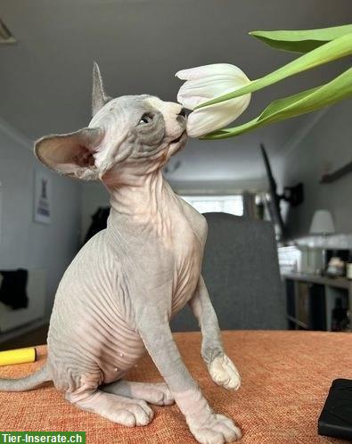 Bild 2: Junges Sphynx Kätzchen, weiblich zu verkaufen