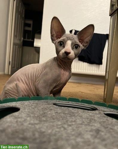 Bild 3: Junges Sphynx Kätzchen, weiblich zu verkaufen