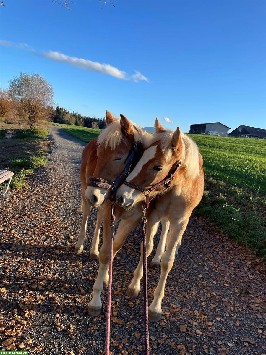 Haflingerfohlen und Shettys besuchen, Rifferswil ZH