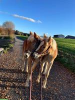 Haflingerfohlen und Shettys besuchen, Rifferswil ZH