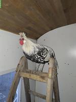 Junger Spitzhauben Hahn "Filou"