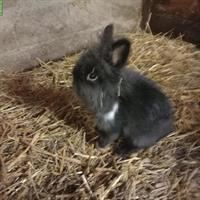 2 junge Löwenkopf Zwergkaninchen Böcke