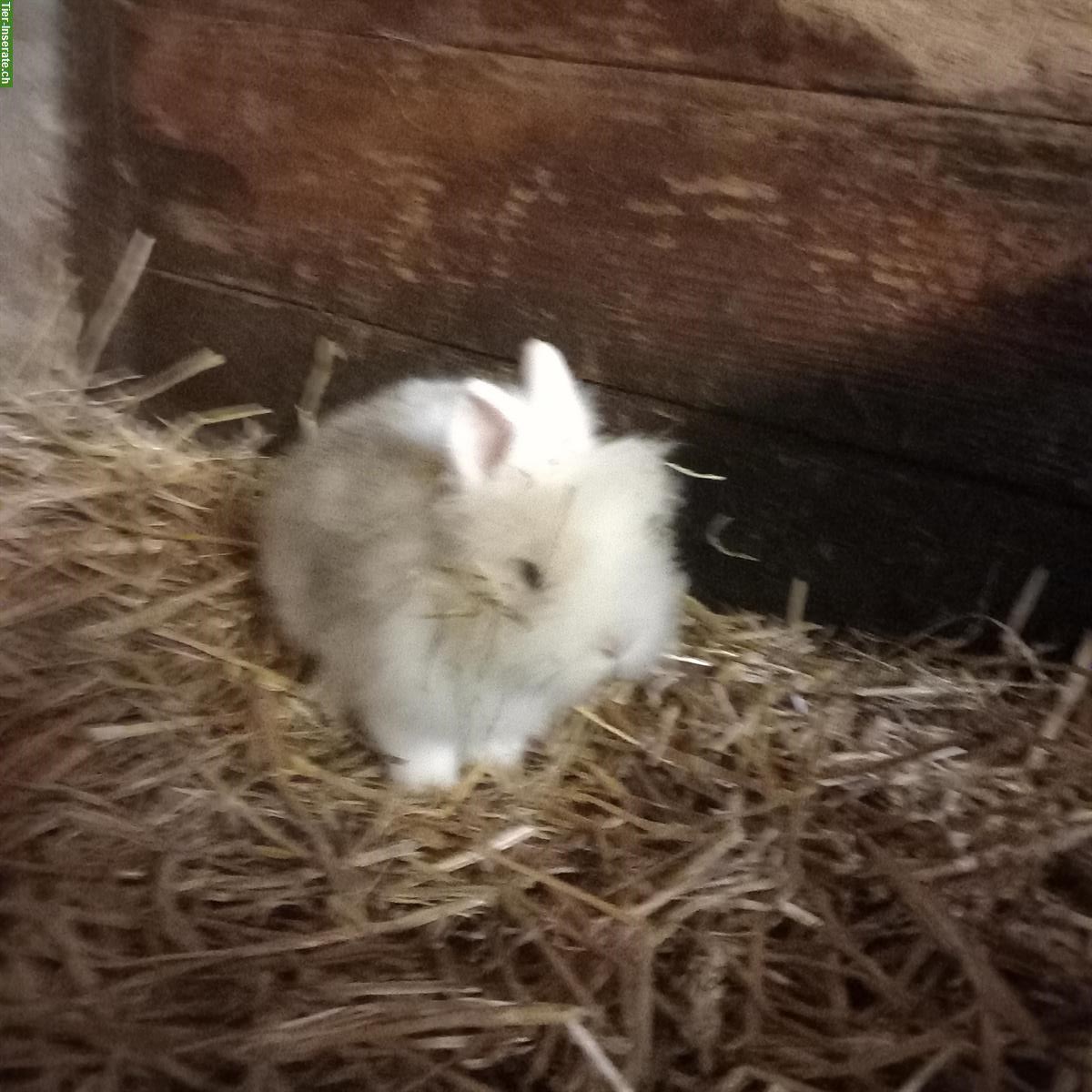 Bild 2: 2 junge Löwenkopf Zwergkaninchen Böcke