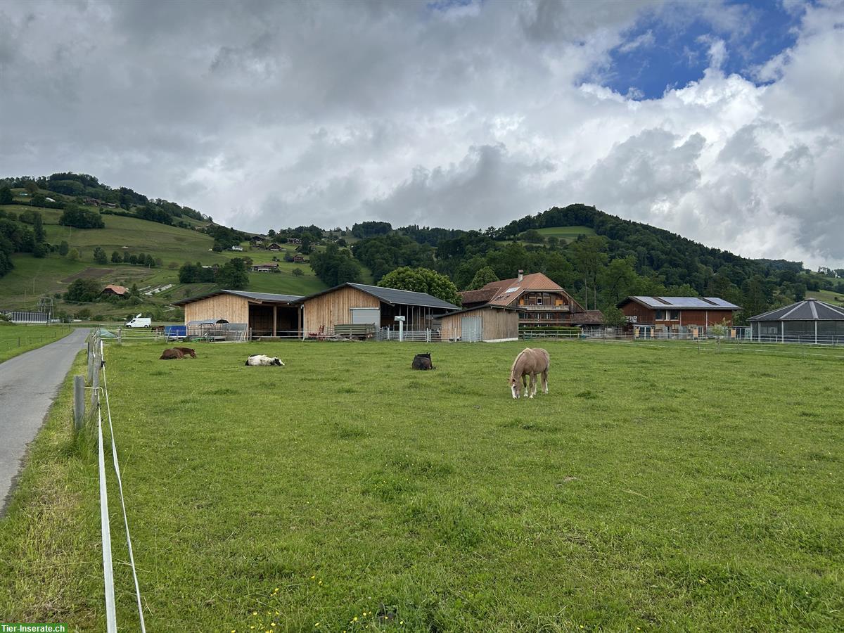 Bild 2: Grosszügige Auslaufboxe frei in 3663 Gurzelen BE