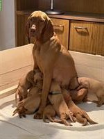8 aktive Magyar Vizsla Welpen suchen neues Zuhause