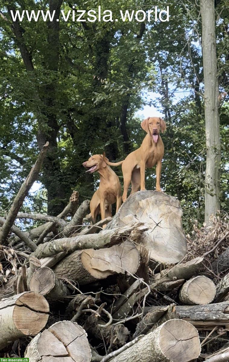 Bild 10: Aktive Magyar Vizsla Welpen suchen neues Zuhause
