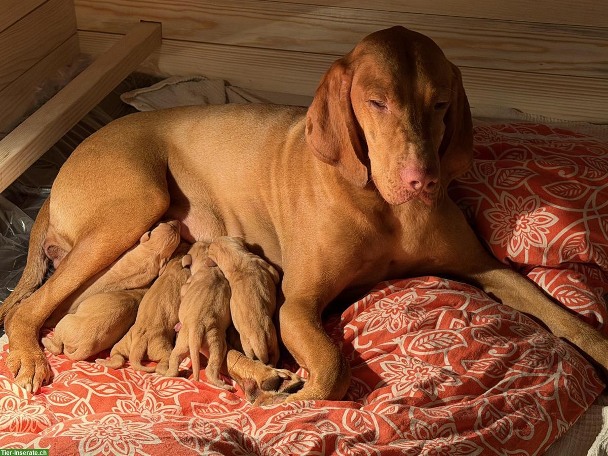 Bild 2: Aktive Magyar Vizsla Welpen suchen neues Zuhause