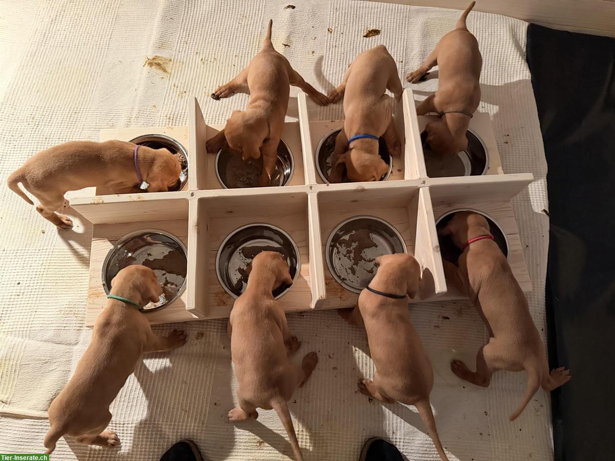 Bild 3: Aktive Magyar Vizsla Welpen suchen neues Zuhause