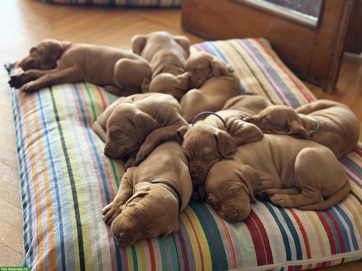 Bild 4: Aktive Magyar Vizsla Welpen suchen neues Zuhause