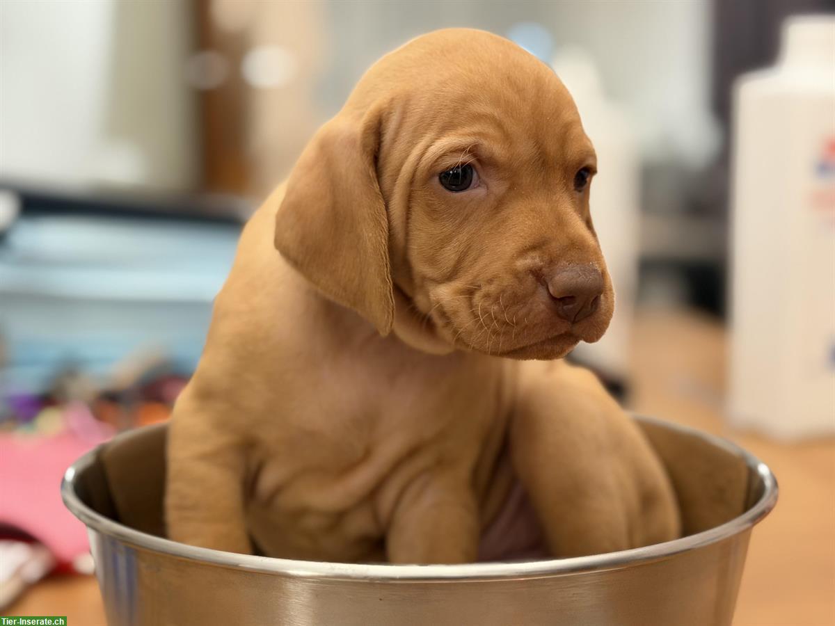 Bild 5: Aktive Magyar Vizsla Welpen suchen neues Zuhause