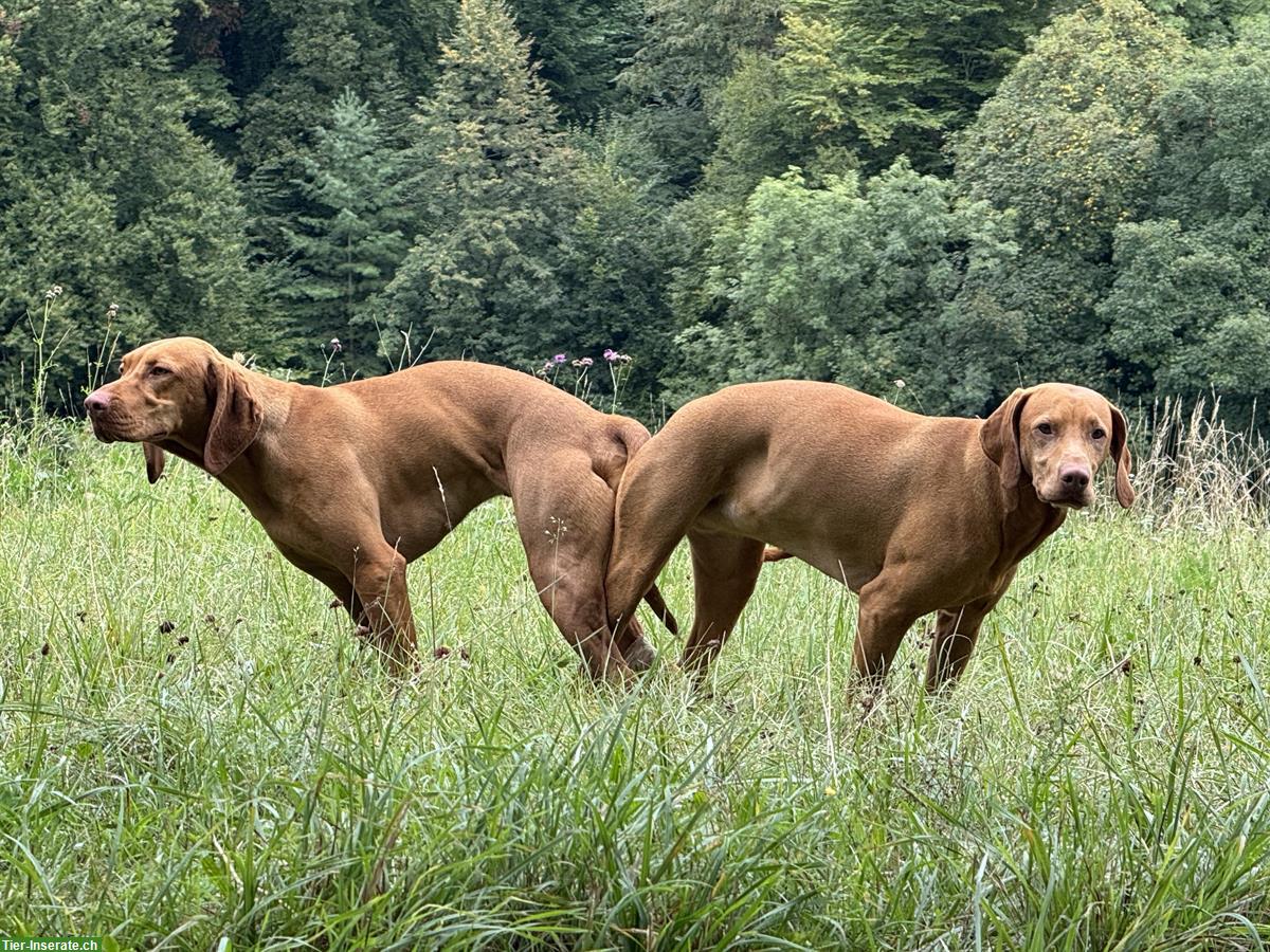 Bild 7: Aktive Magyar Vizsla Welpen suchen neues Zuhause