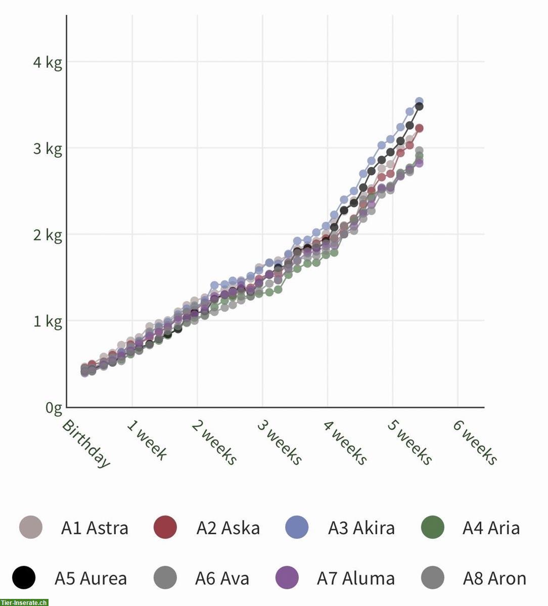 Bild 9: Aktive Magyar Vizsla Welpen suchen neues Zuhause