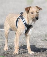 Liebe Mischlingshündin Ruggine, ein sanftes Seelchen