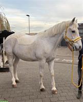 Riesiger Schimmel-Freiberger Wallach, 18-jährig