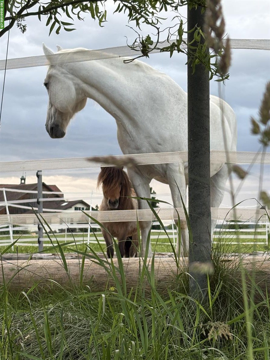 Bild 3: Riesiger Schimmel-Freiberger Wallach, 18-jährig