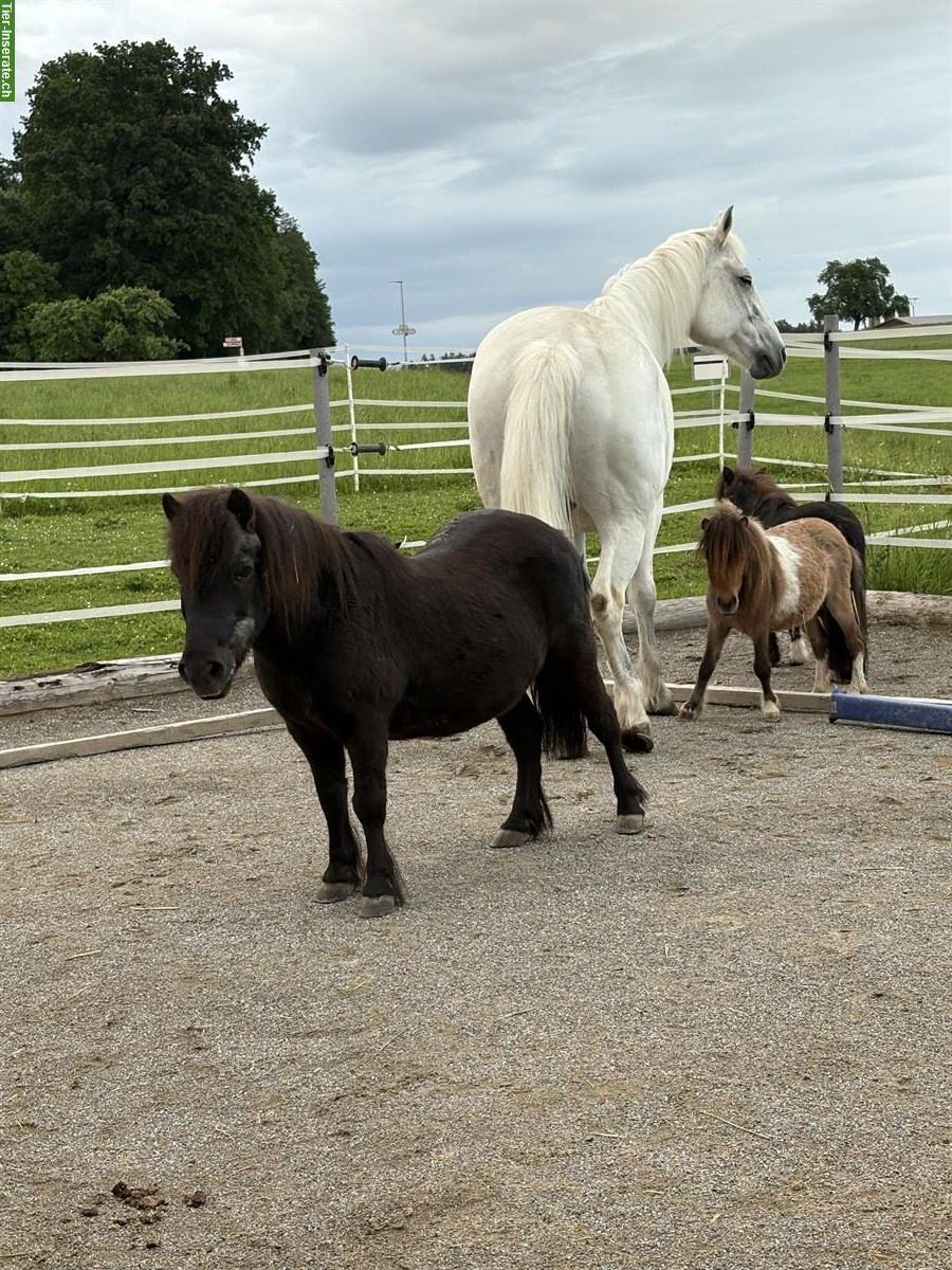 Bild 5: Riesiger Schimmel-Freiberger Wallach, 18-jährig