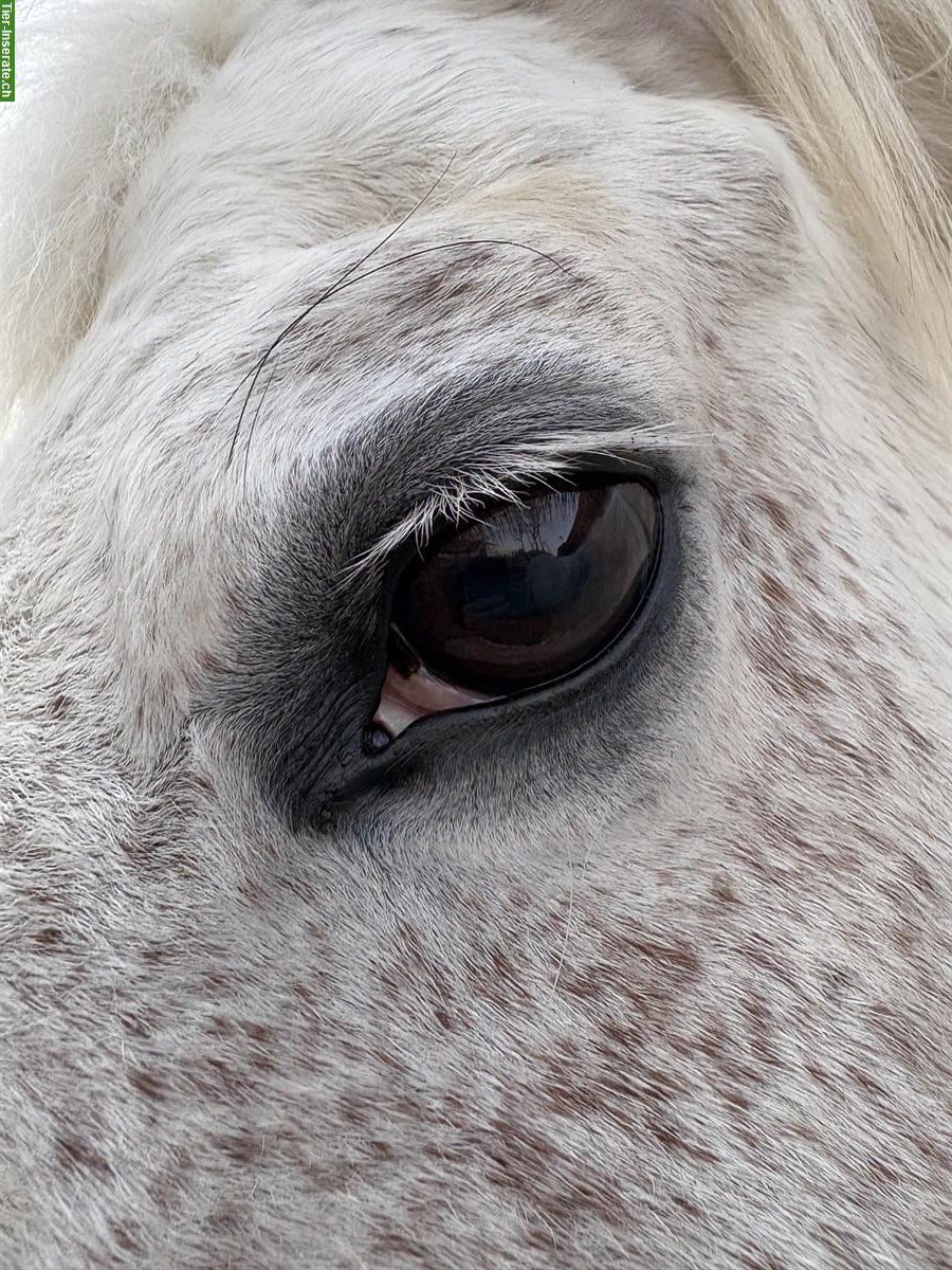 Bild 6: Riesiger Schimmel-Freiberger Wallach, 18-jährig