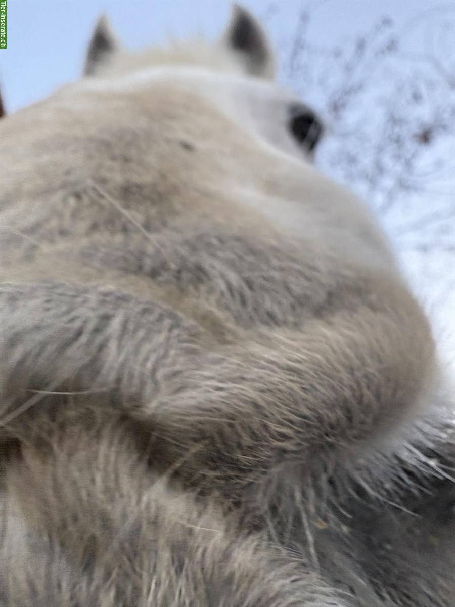 Bild 7: Riesiger Schimmel-Freiberger Wallach, 18-jährig