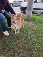 Liebenswerter Mischlingsrüde Raoul sucht seinen Menschen