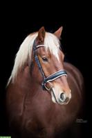 Reitbeteiligung / Pflegebeteiligung in Kreuzlingen für Freiberger