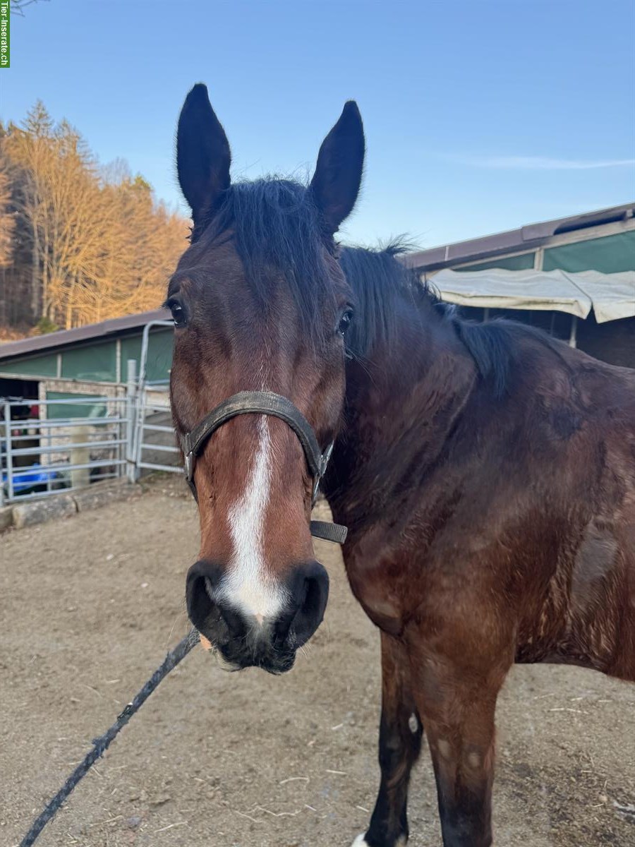 Bild 2: CH-Wallach, ein grosses, sensibles Springpferd mit viel Go