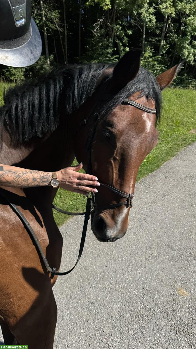 Bild 3: CH-Wallach, ein grosses, sensibles Springpferd mit viel Go