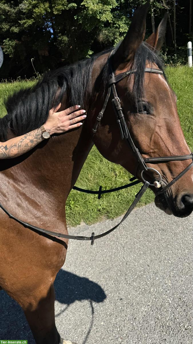 Bild 4: CH-Wallach, ein grosses, sensibles Springpferd mit viel Go