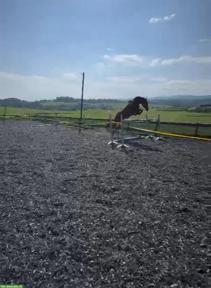 Bild 5: CH-Wallach, ein grosses, sensibles Springpferd mit viel Go