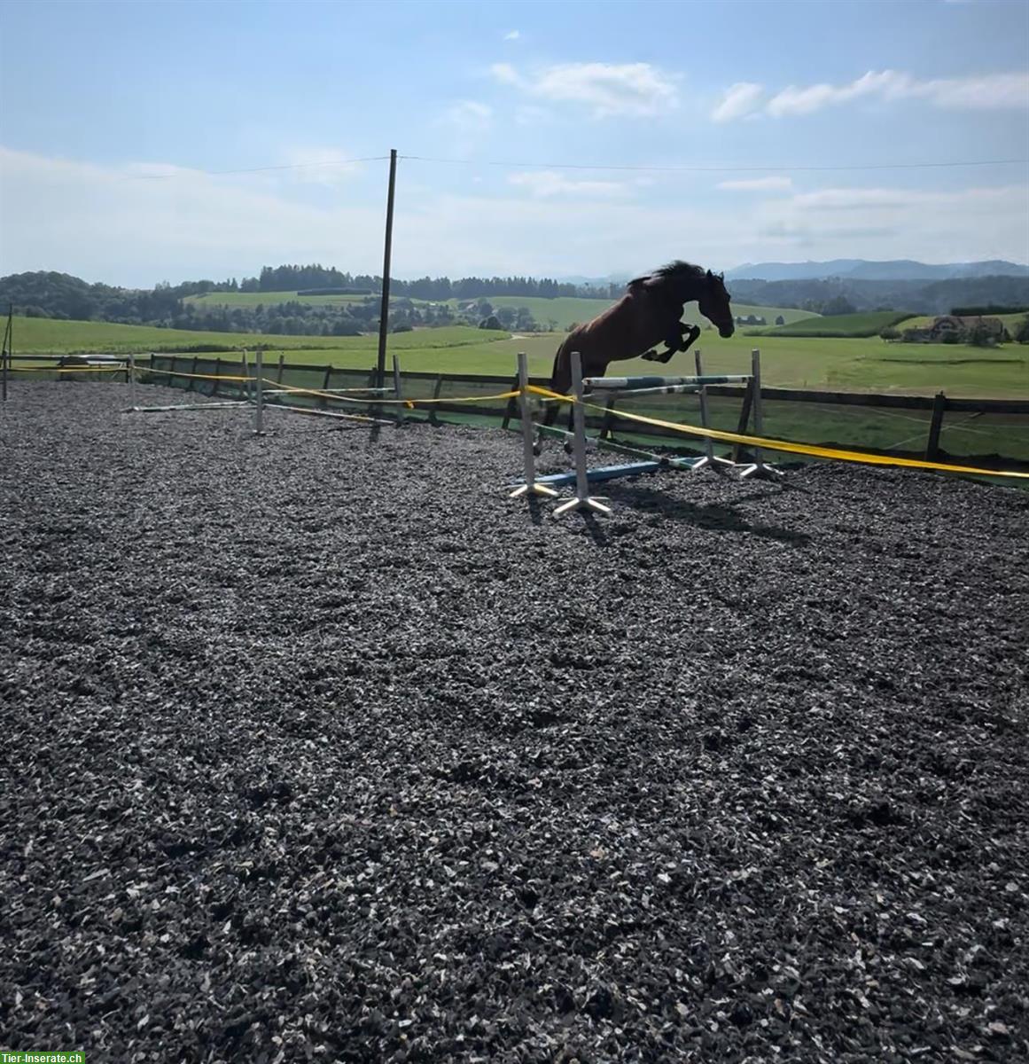 Bild 6: CH-Wallach, ein grosses, sensibles Springpferd mit viel Go