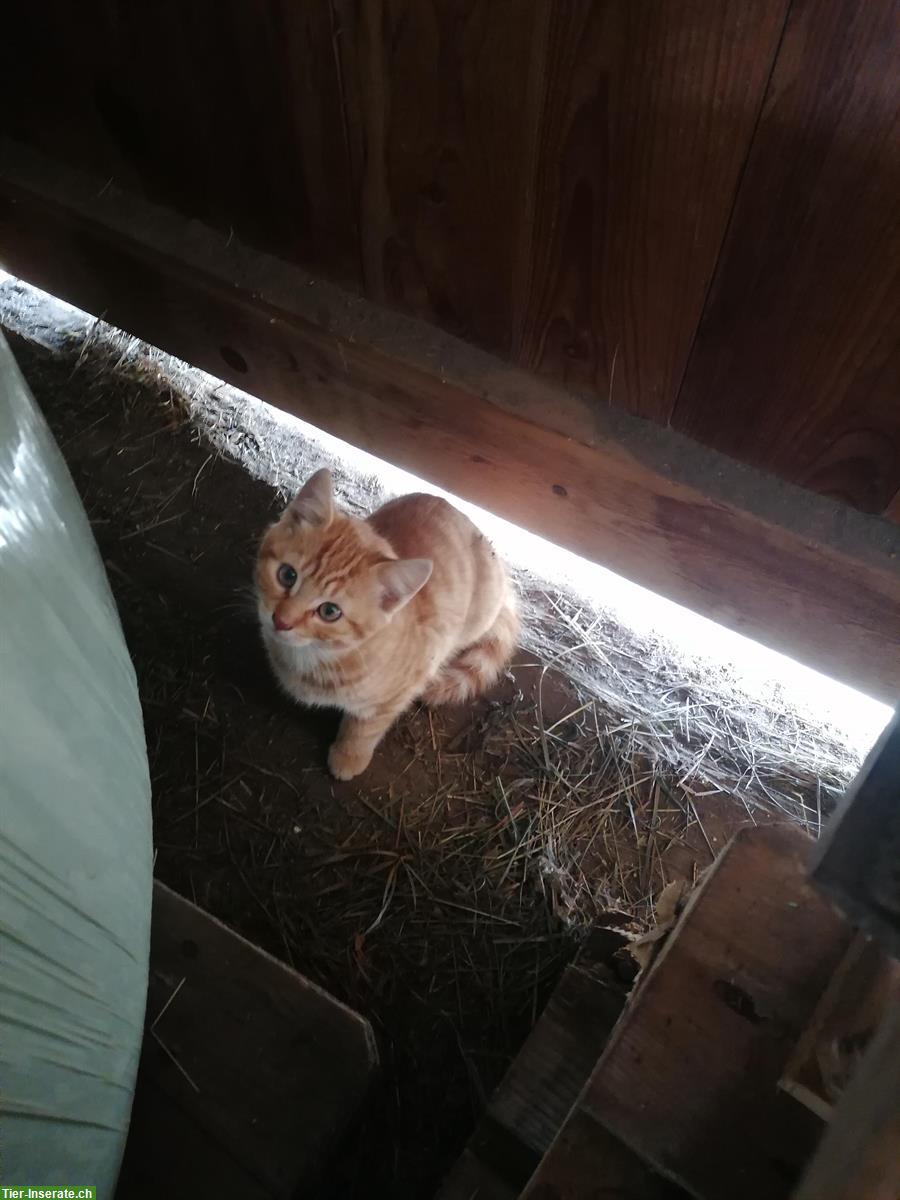 Junge Katzen abzugeben