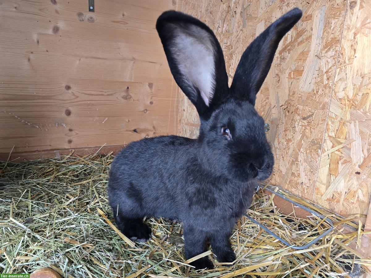 2 Deutsche Riesen Kaninchen Böcke
