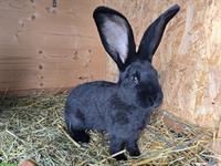 2 Deutsche Riesen Kaninchen Böcke