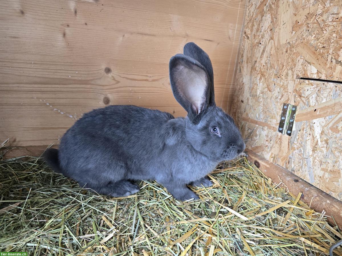 Bild 2: 2 Deutsche Riesen Kaninchen Böcke