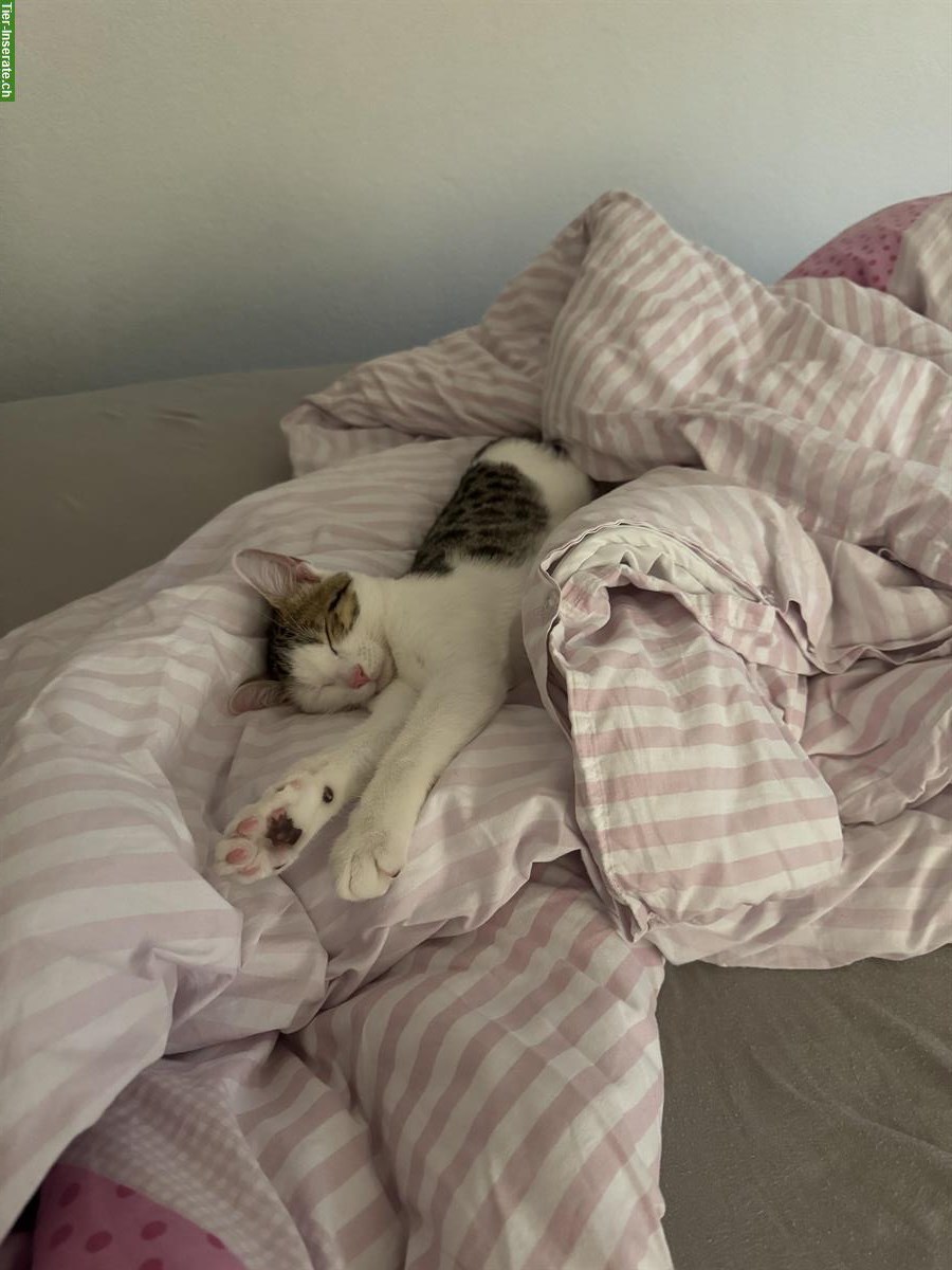 Süsse Hauskatze, weiblich sucht ein Zuhause