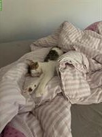 Süsse Hauskatze, weiblich sucht ein Zuhause