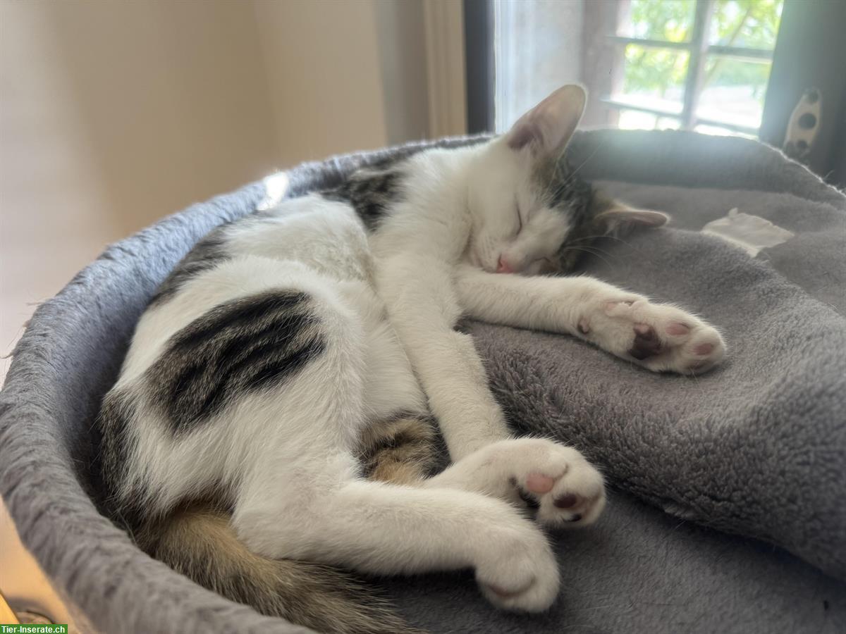 Bild 2: Süsse Hauskatze, weiblich sucht ein Zuhause